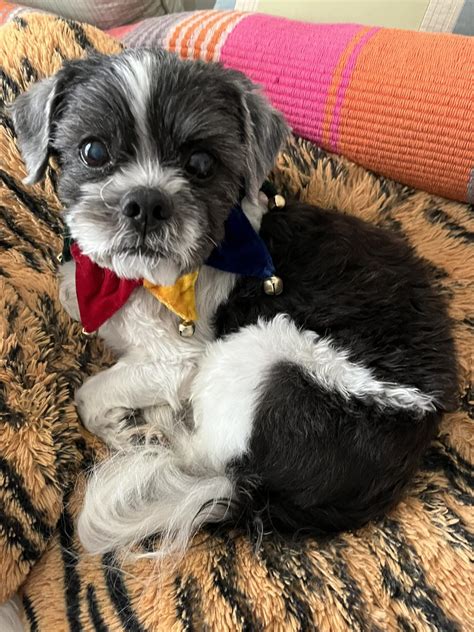 Nugget the Shih Tzu Needs a Loving Home for His Golden Years - Rocky Kanaka