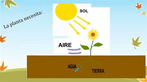 Ciclo De Vida Y Necesidades De Las Plantas 2do Grado Primaria Área Ciencia Y Tecnología Youtube