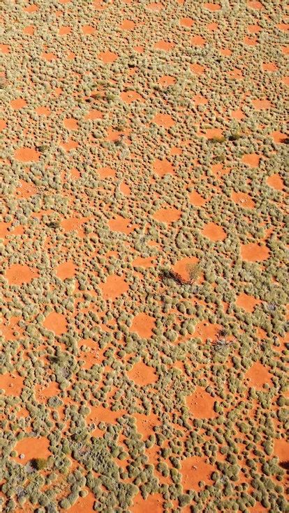 The Hard Science Behind Australias Whimsical Fairy Circles