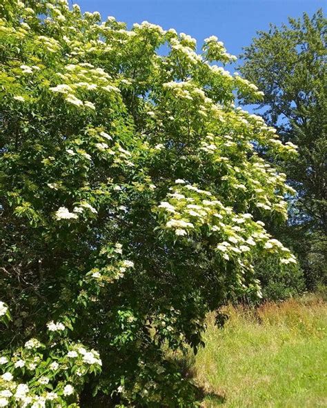 26 Different Types of Dogwood Tree Varieties