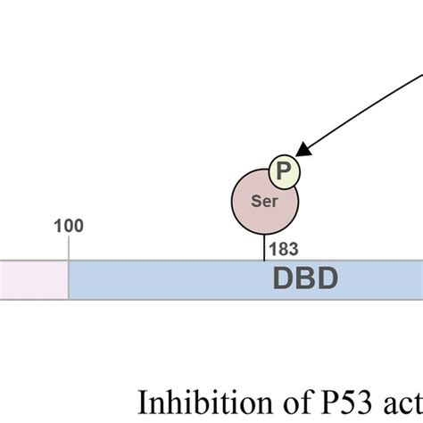 NOC2L Aurora B And P53 Form A Complex NOC2L Binds To P53 And