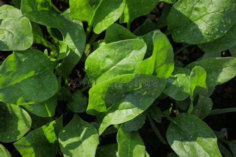 Hojas Frescas Orgánicas De Las Espinacas En El Jardín Versiones