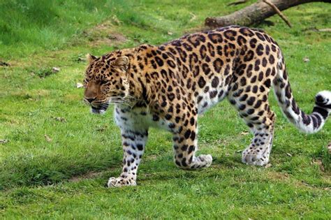 Amur Leopard – Facts, Habitat, Population, Diet, Pictures