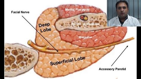 Local Complications Of Inferior Alveolar Nerve Block Youtube