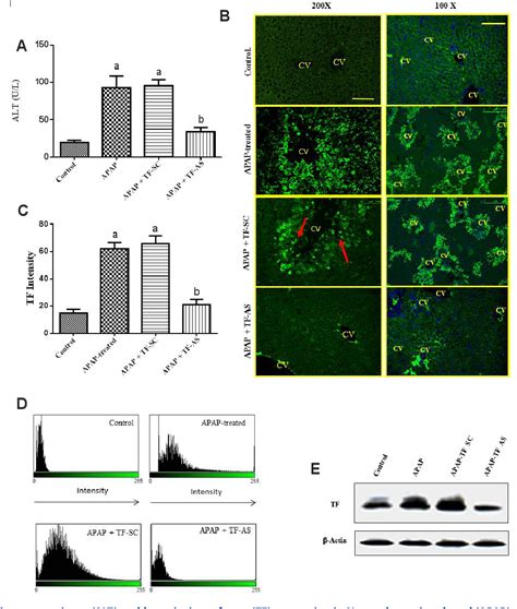 Figure 1 from Loss of RAR α and RXR α and enhanced caspase 3 dependent