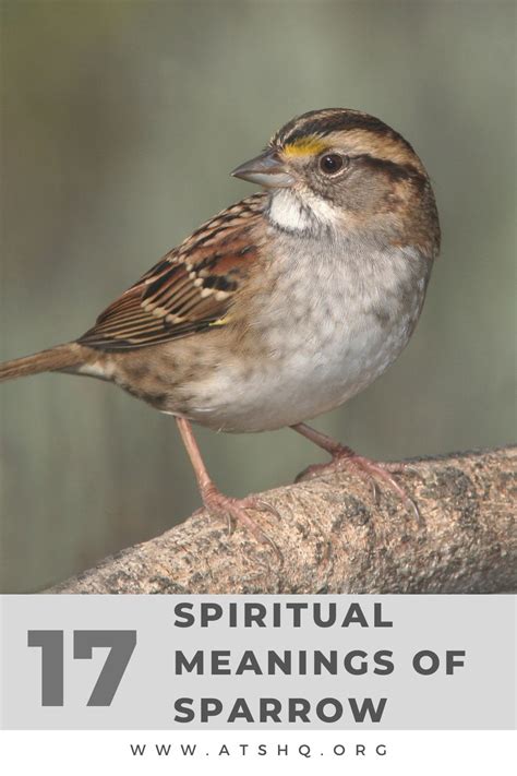 Sparrow Symbolism 17 Spiritual Meanings Of Sparrow