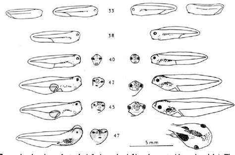 Xenopus Laevis Life Cycle