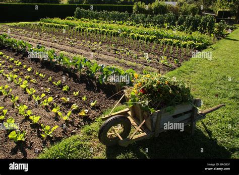 Une Vue Sur Un Jardin Bien Entretenu Une Vieille Brouette En Bois