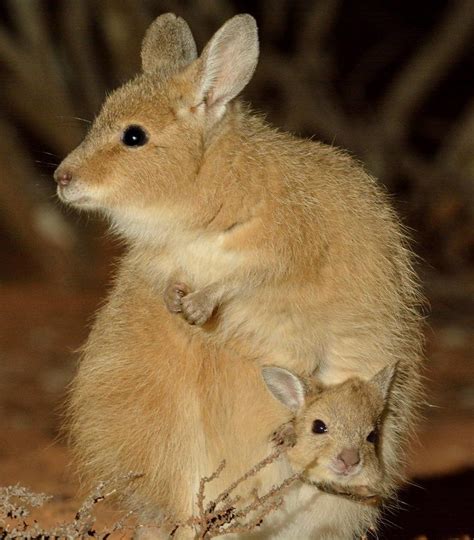 Native Mammals In Australia - Pets Lovers