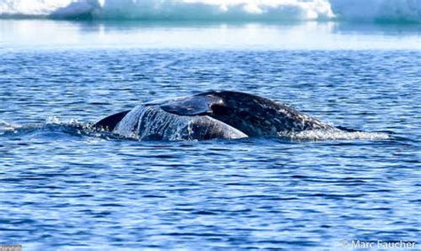 Narwhal Megafauna Marine Parks W Palearctic Inaturalist