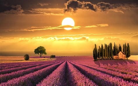 Lavender Fields Desktop Wallpapers - 4k, HD Lavender Fields Desktop Backgrounds on WallpaperBat