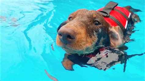 Do Dachshunds Like Water