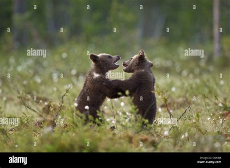 European Brown Bear Ursus Arctos Arctos Two Cubs Playfighting In