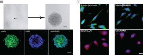 The Use Of Graphene Based Nanoparticles To Regulate The Proliferation