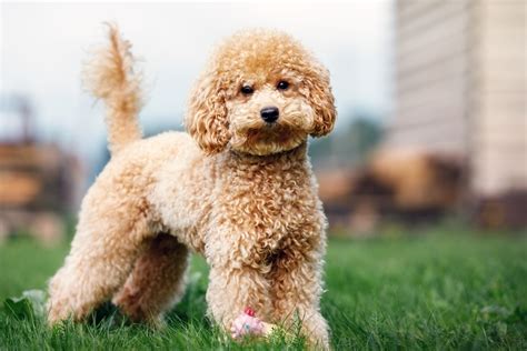 35 Cute Dog Breeds That Will Melt Your Heart | Chewy