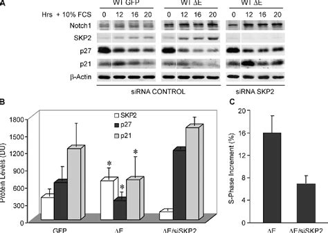 Figure From Notch Modulates Timing Of G S Progression By Inducing