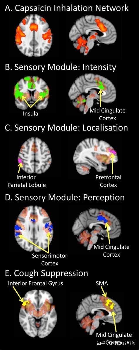 Sensorimotor Control