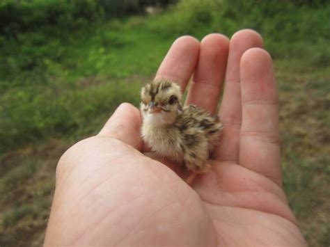 What Do Baby Crows Look Like Gulo In Nature