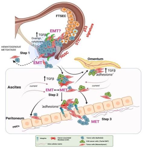 Biomolecules Free Full Text In Vitro Models Of Ovarian Cancer