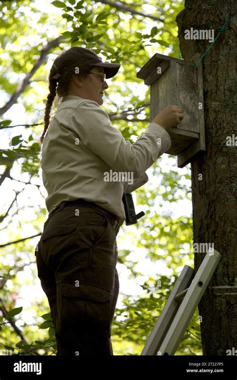 Northern flying squirrel nest hi-res stock photography and images - Alamy