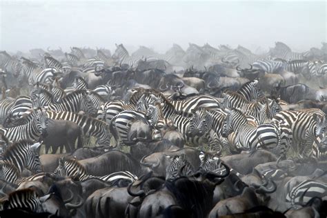 The Great Wildebeest Migration Africa Geographic