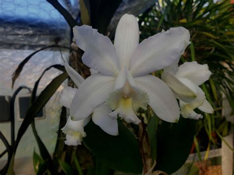 Cattleya Loddigesii