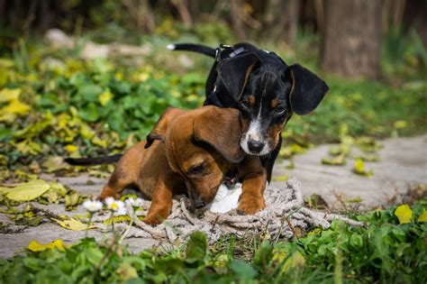 Perro Tejonero Perros Mascotas Foto Gratis En Pixabay Pixabay