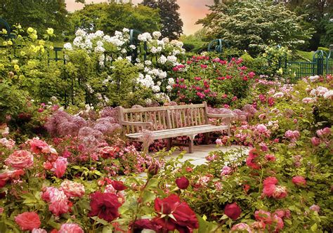 Rose Garden Sunset Photograph by Jessica Jenney - Fine Art America