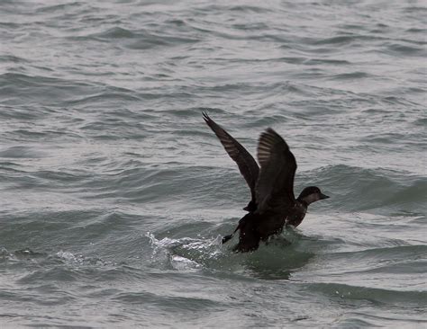 Black Scoter Female What Appears To Be A Female Black Scot Flickr