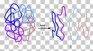 Protein Folding Folding Funnel Energy Landscape PNG, Clipart, Angle, Area, Biology, Diagram ...