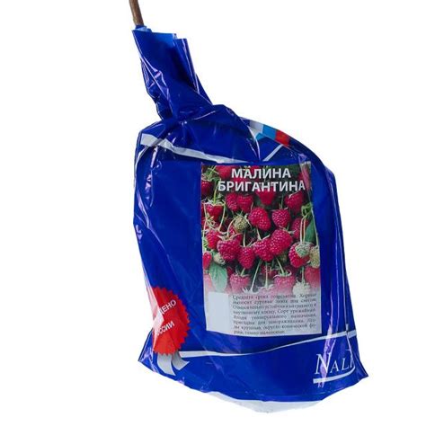 Малина Бригантина: описание сорта, фото, отзывы, посадка и уход