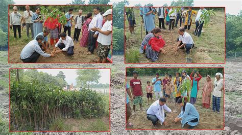 घोडाघोडीको सामुदायिक वनमा ७ सय फलफूलका बिरुवा रोपियो