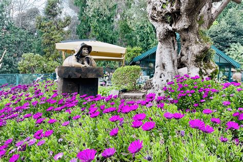 monte-palace-garden-gardens-madeira-flowers-statue-cable-car - The ...