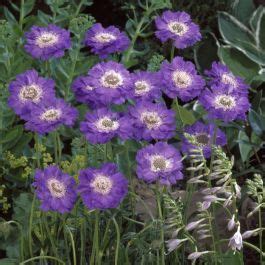 Scabiosa Caucasica Staefa Compre Barato Em Plantazon Pt