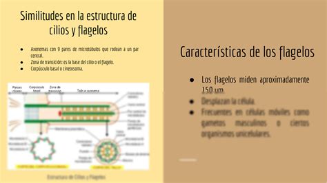 Solution Presentaci N Cilios Y Flagelos Presentation Cilia And