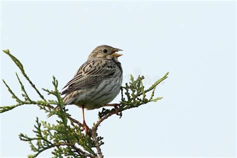 The Corn Bunting Emberiza Calandra Sitting On The Grean Branch Not