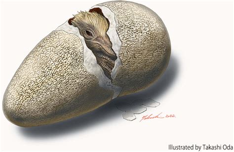 New Dinosaur Egg Species Helps Crack Mystery Of Cretaceous Ecosystem In