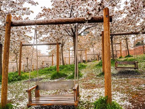 How To See Alnwick Gardens Cherry Blossom - An Essential Guide (2025)!