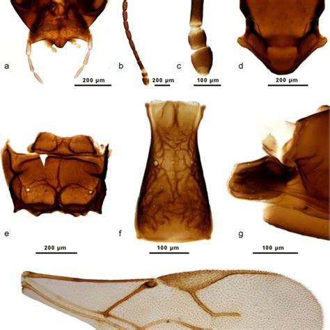 Aphidius Erodii Sp N Male A Head B Antenna C Flagellomeres 1 And Download Scientific