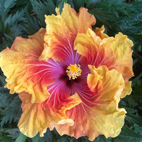 Tropical Hibiscus Tahitian Sunset Splendor Flower Garden Plants