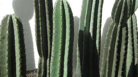 C Mo Plantar Cactus Sin Raiz