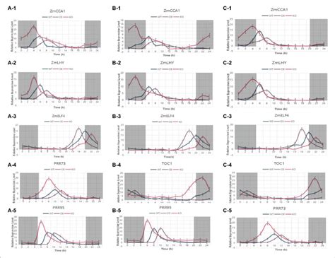 The Expression Patterns Of Circadian Rhythm Genes In Download