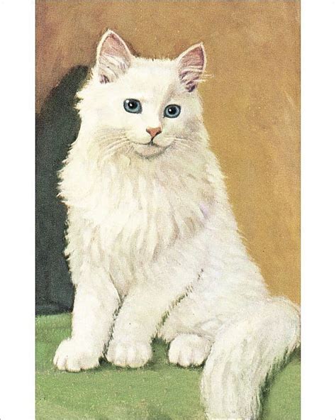 Photograph-White cat-10"x8" Photo Print expertly made in the USA Fine ...