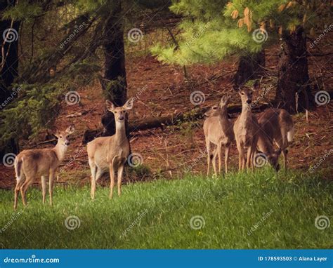 Herd Of Five Whitetailed Deer Stock Image Image Of Wild Whitetail