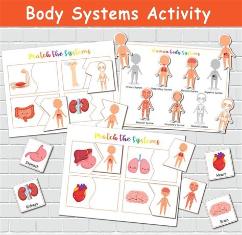 The Body Systems Activity Pack Is Shown With Pictures Of Human Organs