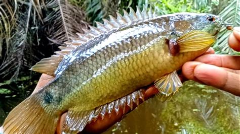 Nekat Mancing Ikan Betok Di Sarang Ular Kobra Penghuni Nya Ikan