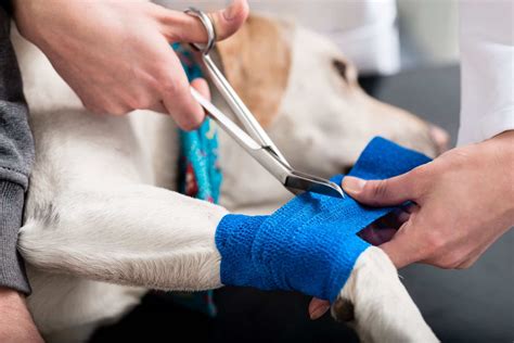 Boiterie Chez Le Chien Sympt Mes Causes Et Traitement Pet Yolo