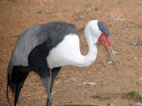 The Online Zoo - Wattled Crane