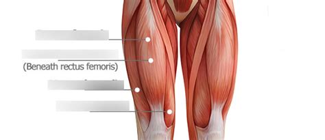 EXS 275 Major Quad Muscles Diagram Quizlet