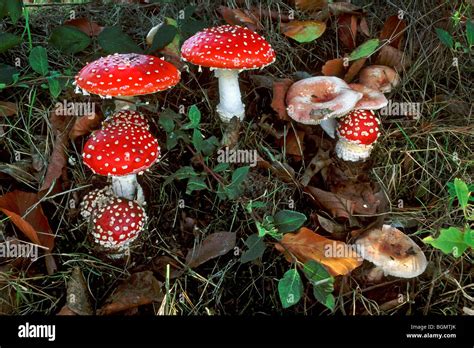 Fly Agaric Mushrooms Amanita Muscaria In Different Growing Stages